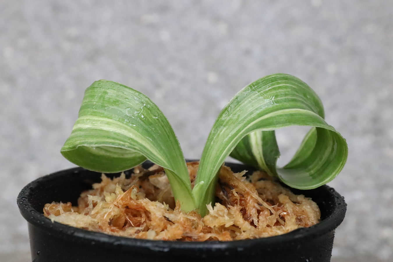 6269,縞獅子(しまじし)　今シーズン一の細かな特上縞　最高の縞　【はきずはきれ多い特価！】※春から秋は生長期なので姿は変わっていきます