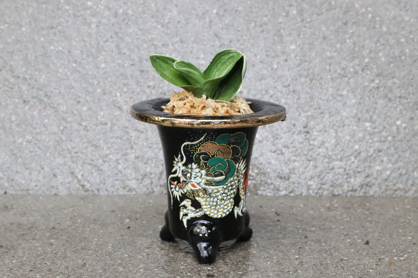 8180,【運を開く昇り龍】　力和(りきわ)　【はきずはきれ多い大特価】※春から秋は生長期なので姿は変わっていきます