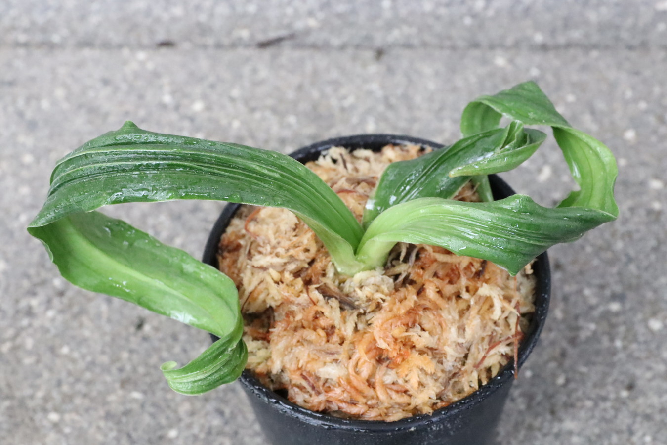 5550,花尾獅子(はなおじし)　元縞【はきずはきれ多い大特価！】※春から秋は生長期なので姿は変わっていきます