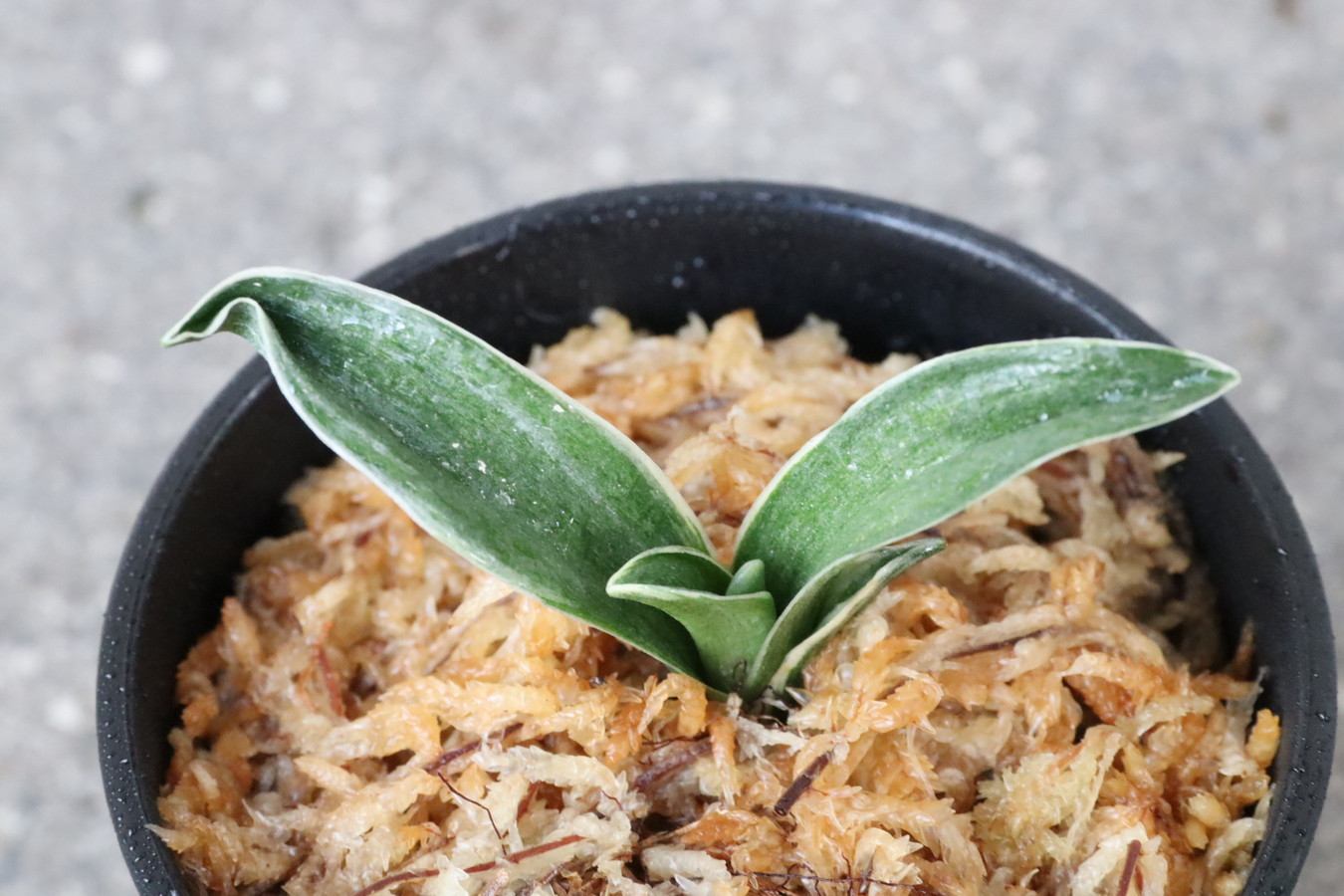 6509,松籟(しょうらい)　【はきずはきれ大特価！】※春から秋は生長期なので姿は変わっていきます