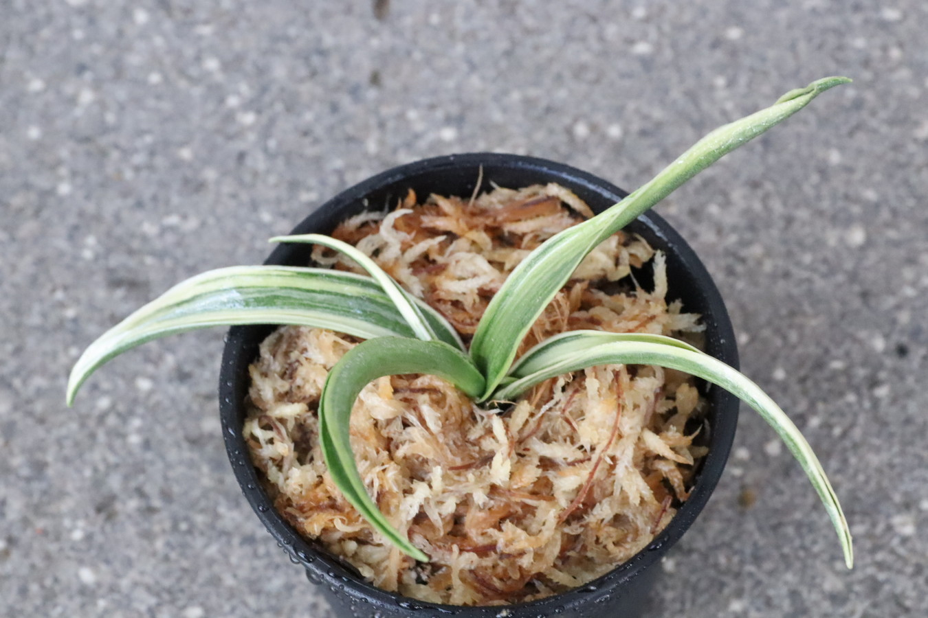 6075,大政鳳(たいせいほう)　【はきずはきれ大特価！！！】※春から秋は生長期なので姿は変わっていきます