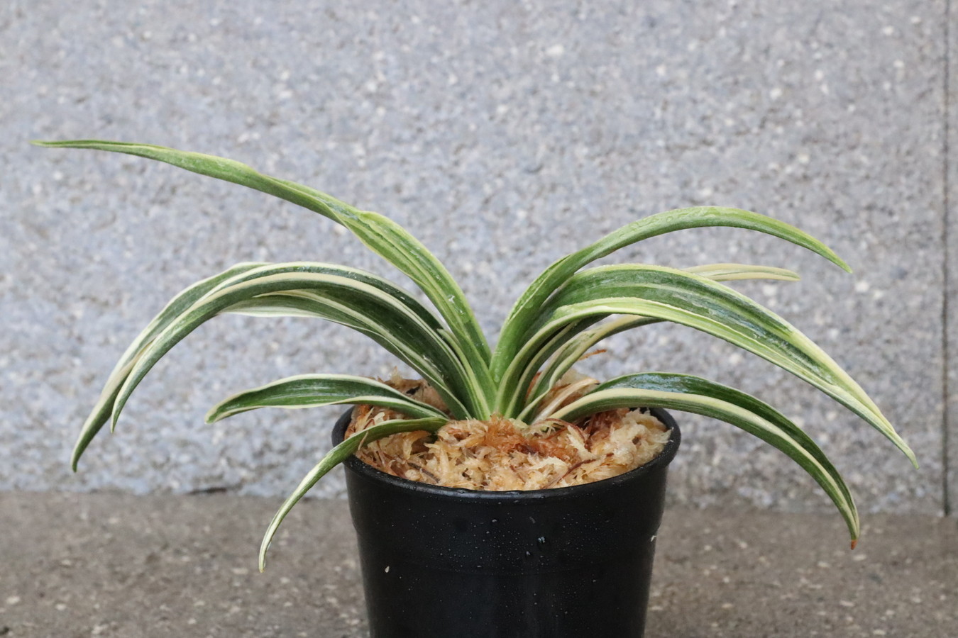 5908,大政鳳(たいせいほう)　希少種　【はきずはきれ大特価！！！】※春から秋は生長期なので姿は変わっていきます