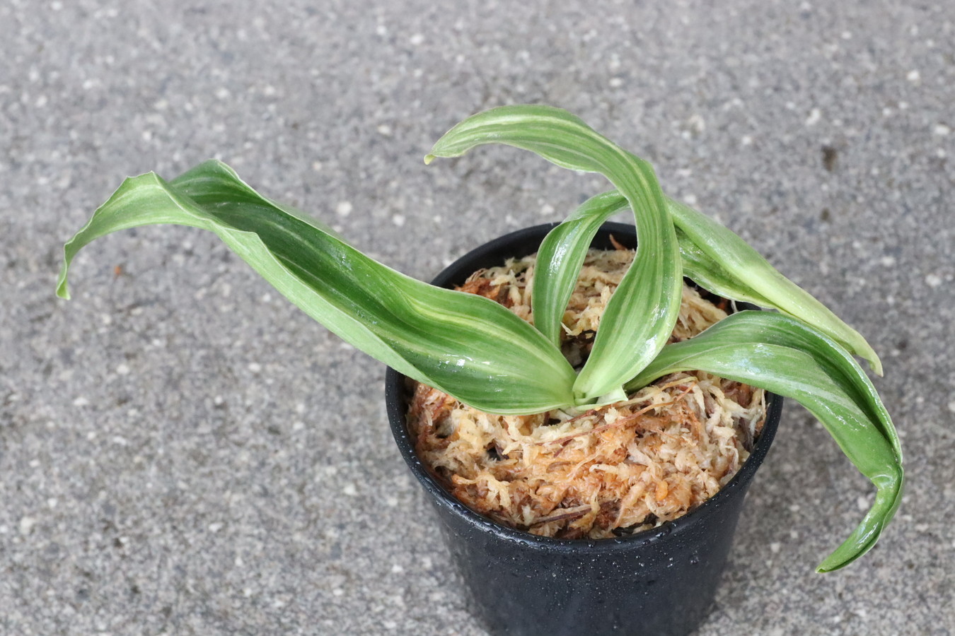 7023,縞獅子(しまじし)　特上縞　【はきずはきれ多い特価！】※春から秋は生長期なので姿は変わっていきます