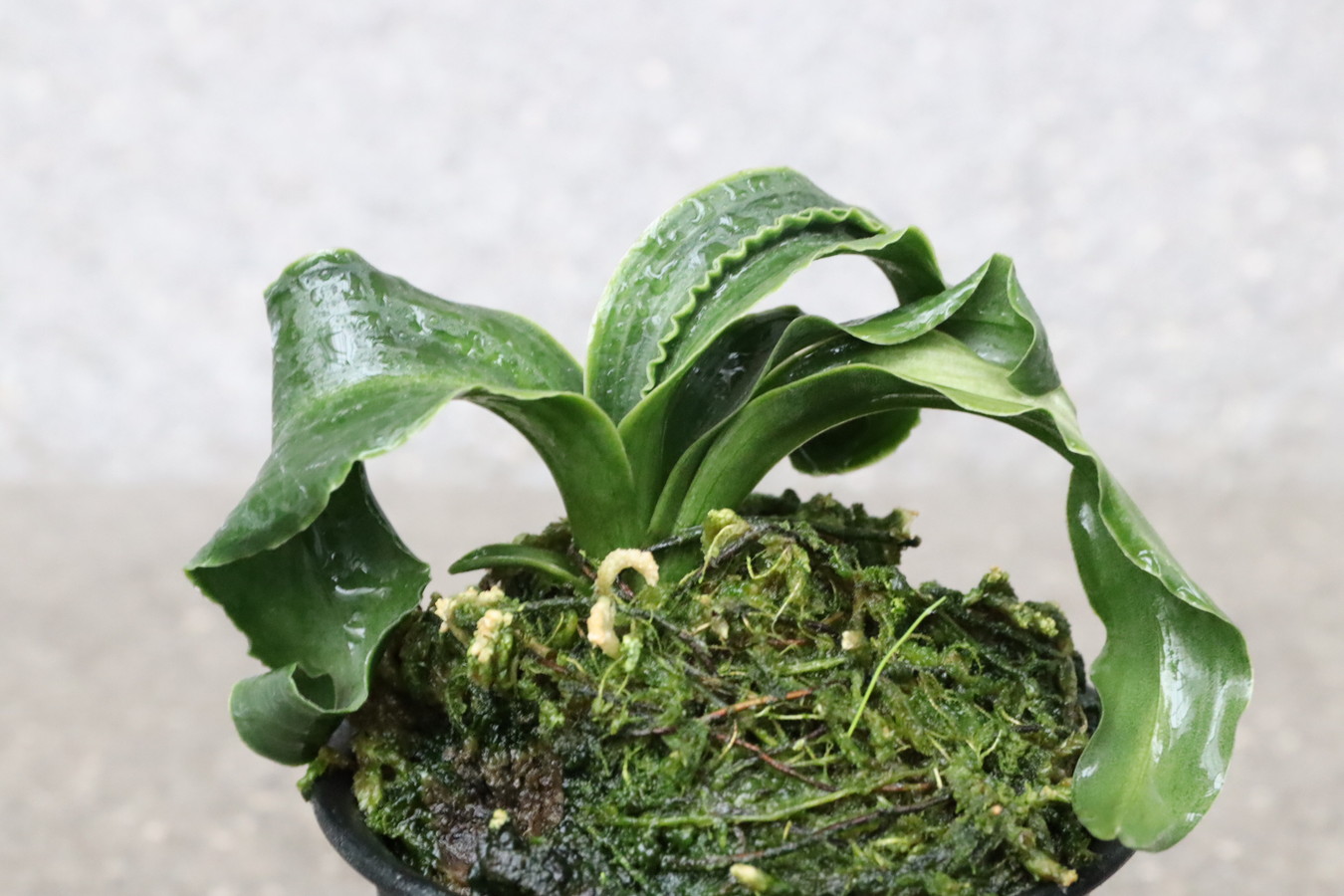 6028,麒麟獅子(きりんじし)　幻の萬年青　【四君子、海龍獅子作出の先祖？？！】【はきずはきれ多い大特価！】　※春から秋は生長期なので姿は変わっていきます