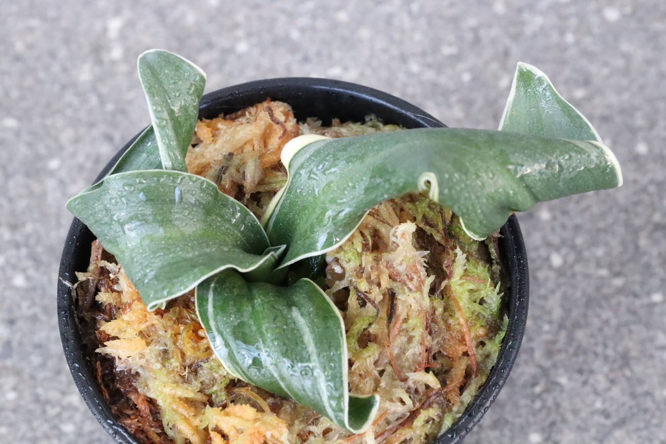 7056,海龍獅子(かいりゅうじし)　海竜獅子　【はきずはきれ多い大特価！】　※春から秋は生長期なので姿は変わっていきます