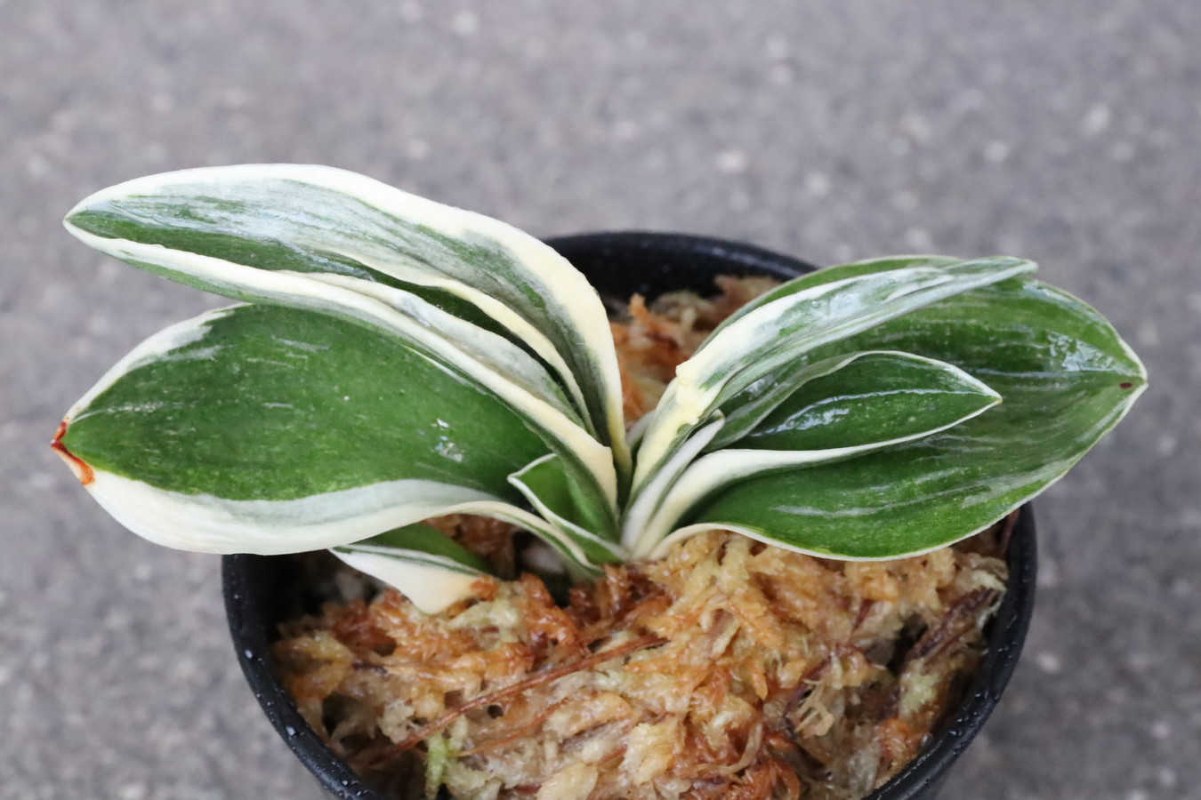 5819,白雲閣(はくうんかく)　【希望価格15,000円→はきずはきれ大特価！】※春から秋は生長期なので姿は変わっていきます