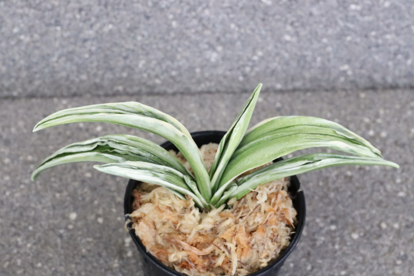 8237,整理品BC級品　愛玉殿(あいぎょくでん)　【はきずはきれ大特価】※春から秋は生長期なので姿は変わっていきます