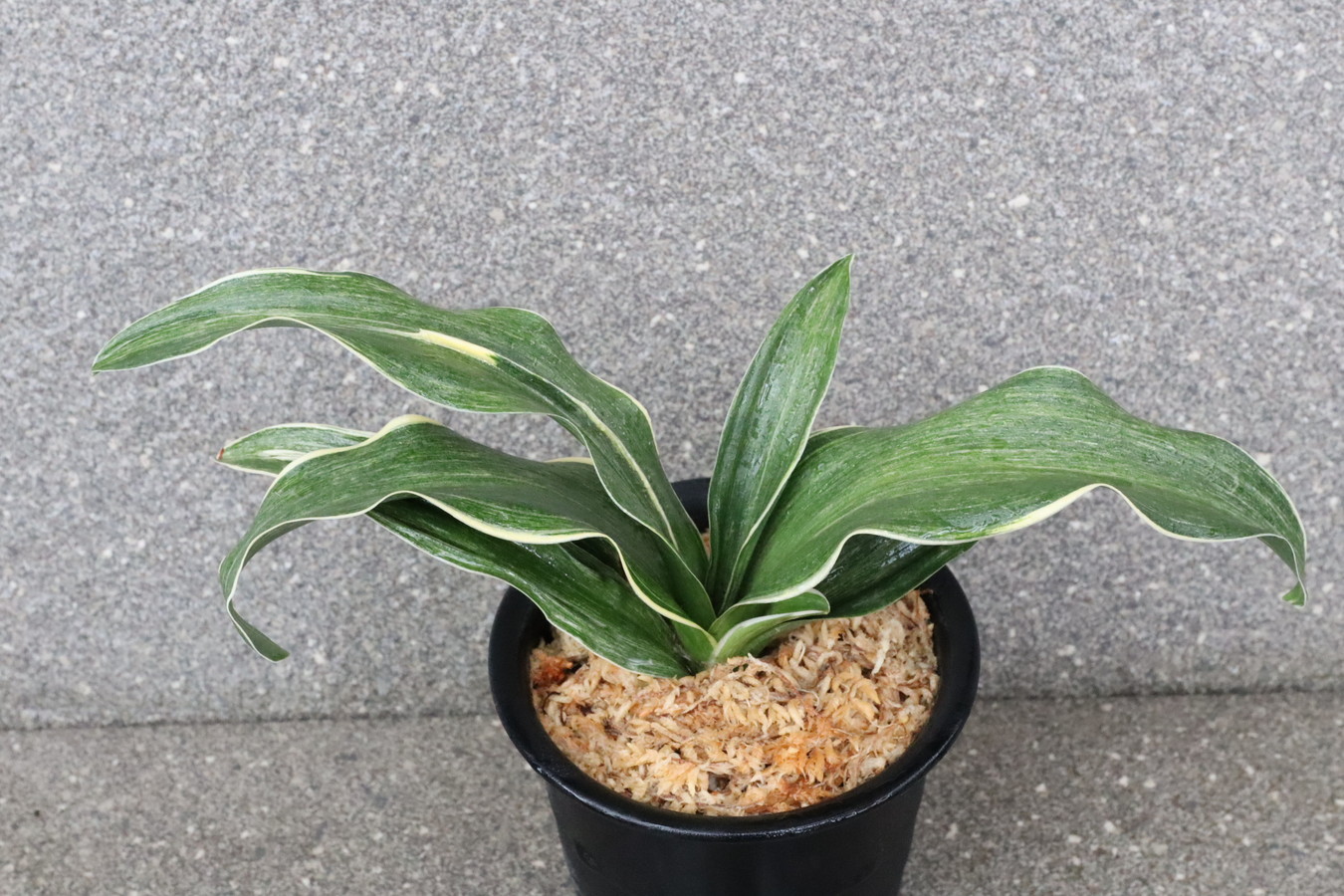 6722,錦明鳳(きんめいほう)　超希少種！歴史の生き証人！園主特価！【はきずはきれ大特価！！！】※春から秋は生長期なので姿は変わっていきます