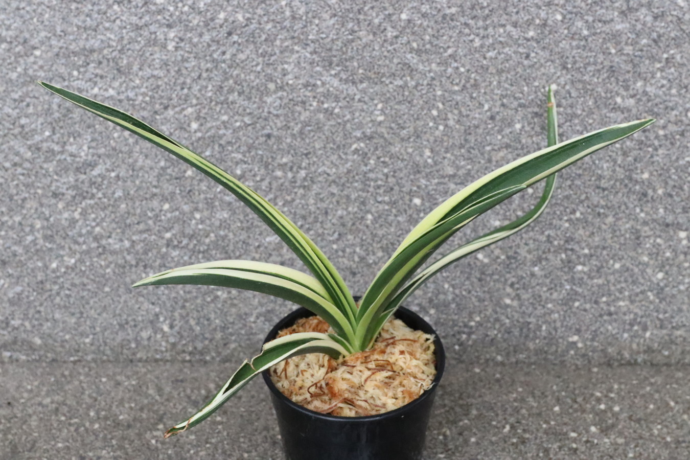 6209,暁(あかつき) 　江戸萬年青、日月星の羅紗　【はきずはきれ多い大特価】※春から秋は生長期なので姿は変わっていきます