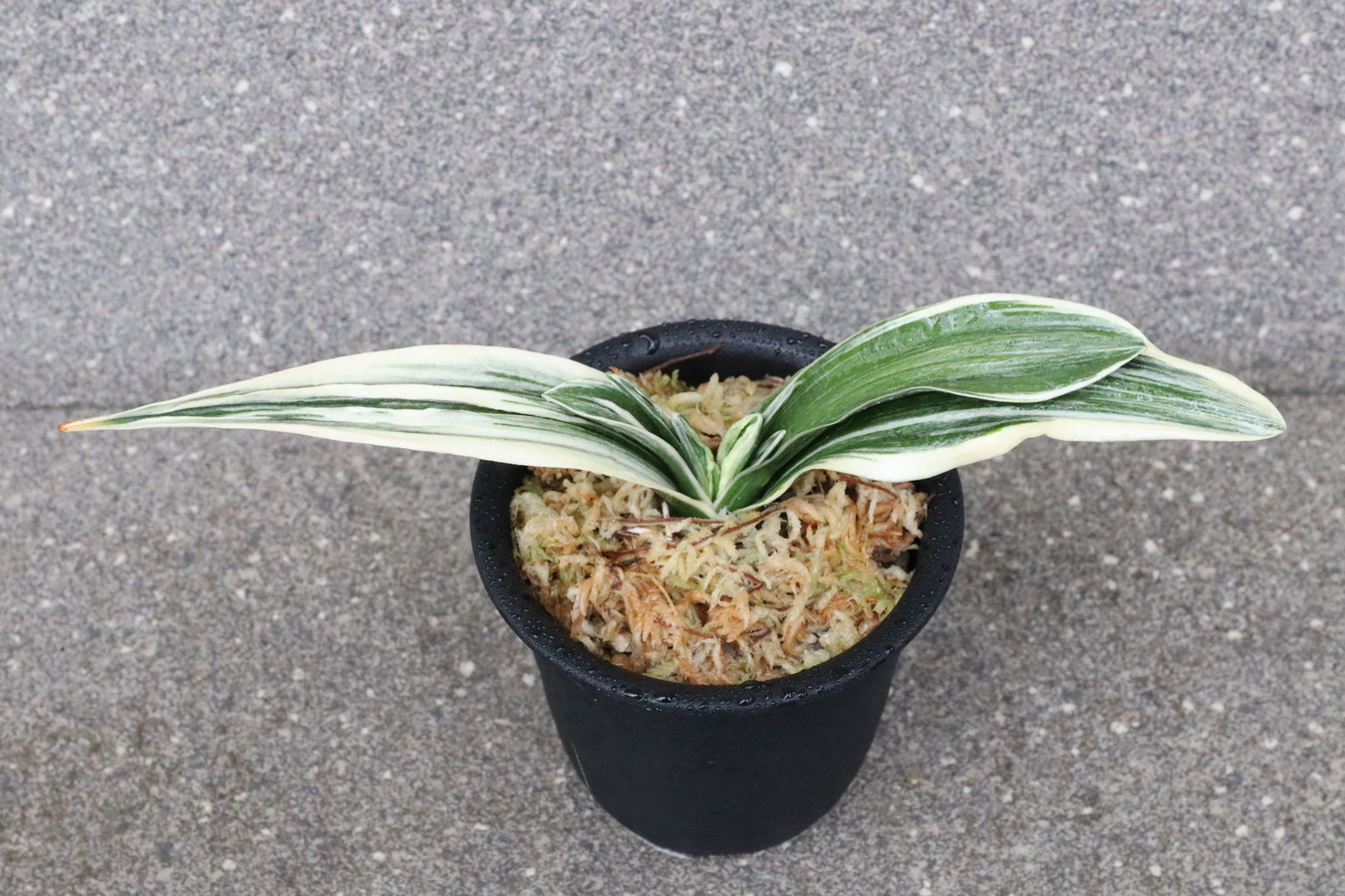 8298,豊授楽(ほうじゅらく)　豊綬楽　【素晴らしい見本木も見てほしい】【はきずはきれ多い特価】※春から秋は生長期なので姿は変わっていきます