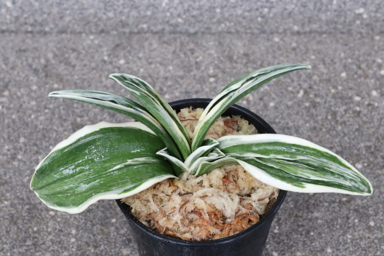 7027,整理品BC級品　八紘錦(はっこうにしき)　【はきずはきれ多い大特価！】　※春から秋は生長期なので姿は変わっていきます