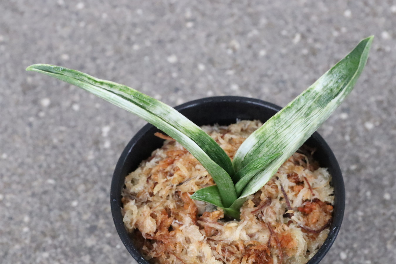 7049,雷晃(らいこう)　【はきずはきれ多い大特価！】※春から秋は生長期なので姿は変わっていきます