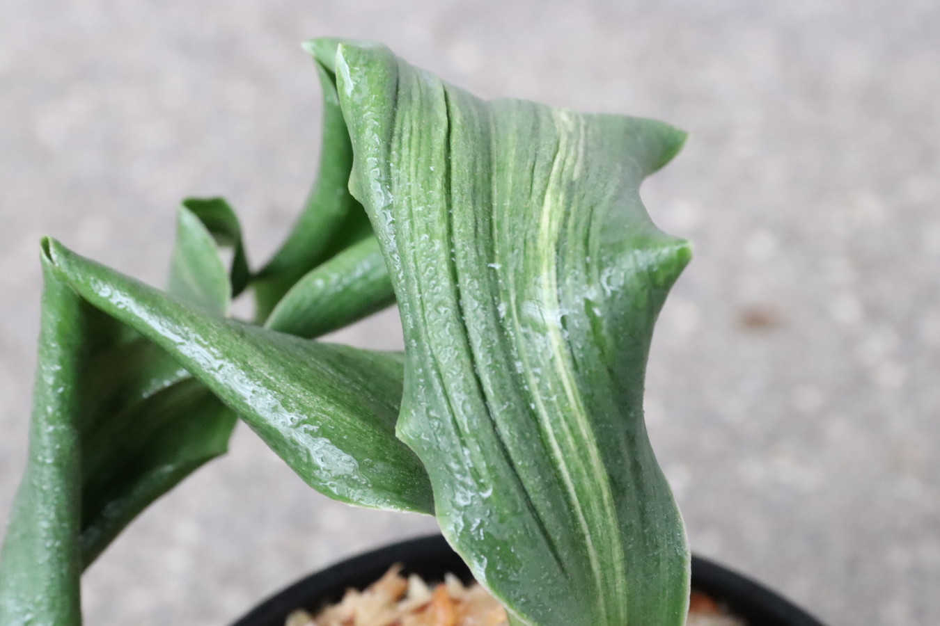 獅子系銘品万年青(鶴の舞) 70719③み内上 (鉢ごと発送) 獅子系銘品万年青(鶴の舞) 70719③み内上 (鉢ごと発送) 獅子系銘品