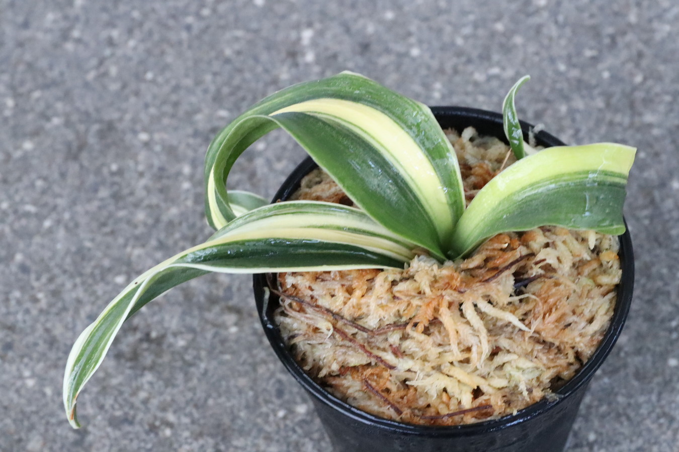 6775,整理品BC級品　縞獅子(しましし)竜のり　【はきずはきれ大特価】　※春から秋は生長期なので姿は変わっていきます