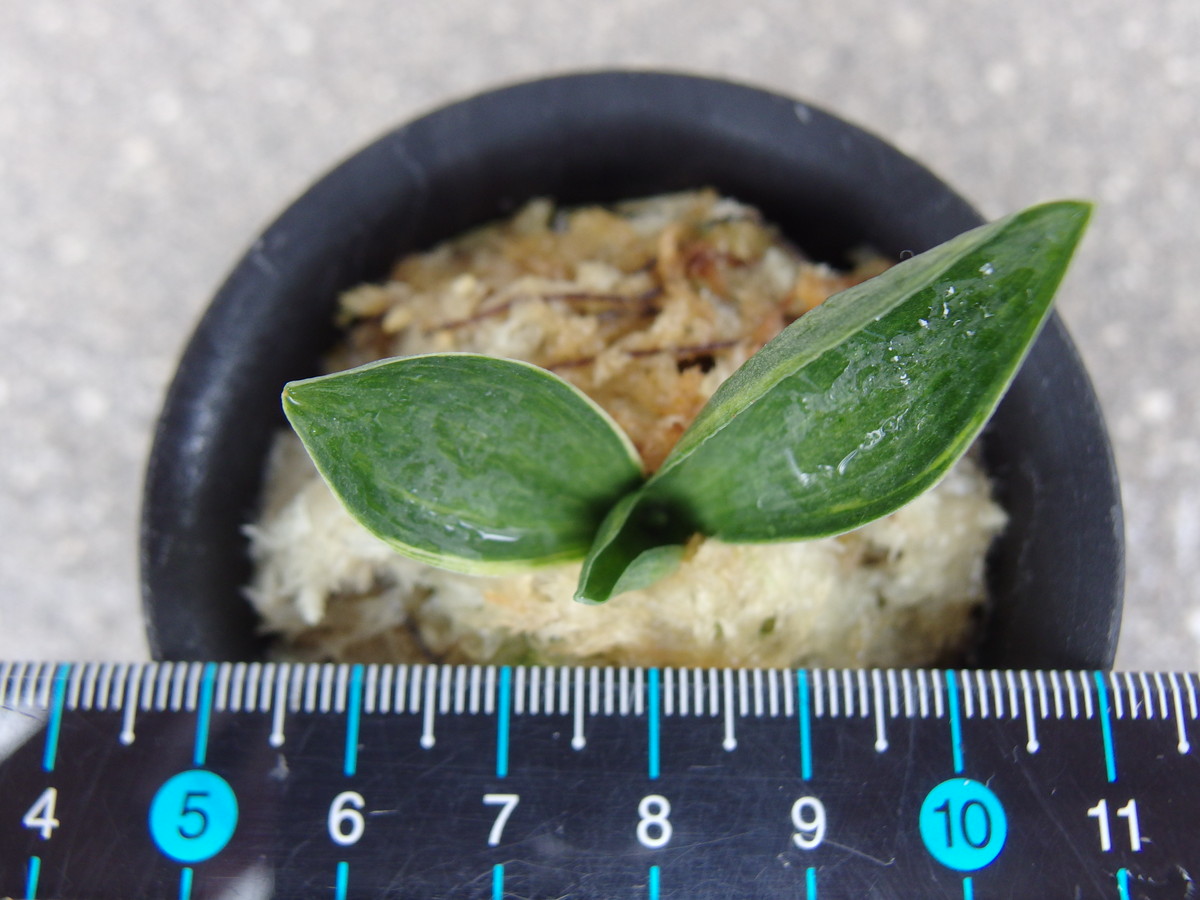 5270,三光鳳(さんこうほう)