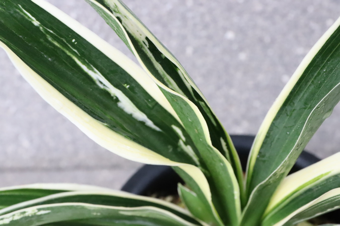 7028,富士の図(ふじのず)　特上図　【はきずはきれ多い大特価！】※春から秋は生長期なので姿は変わっていきます