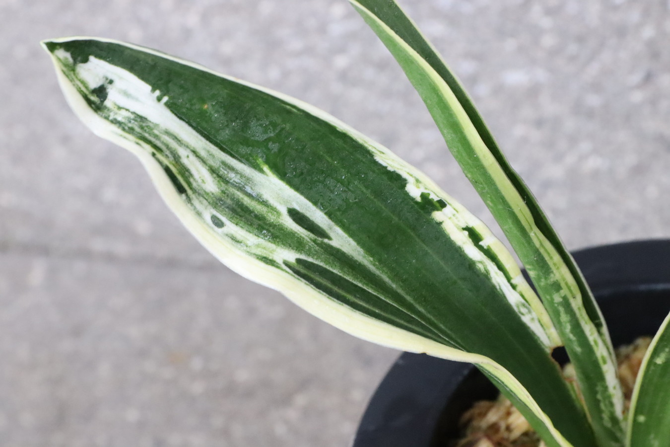 7156,富士の図(ふじのず)　特上図　【はきずはきれ多い大特価！】※春から秋は生長期なので姿は変わっていきます