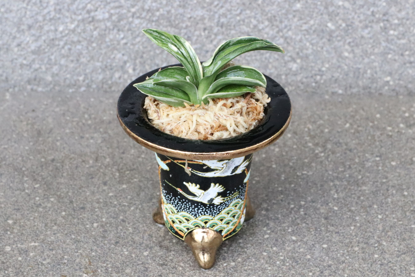 7889,【円満の鶴・永遠に良いことが続く青海波】　力和(りきわ)　【はきずはきれ多い大特価】※春から秋は生長期なので姿は変わっていきます