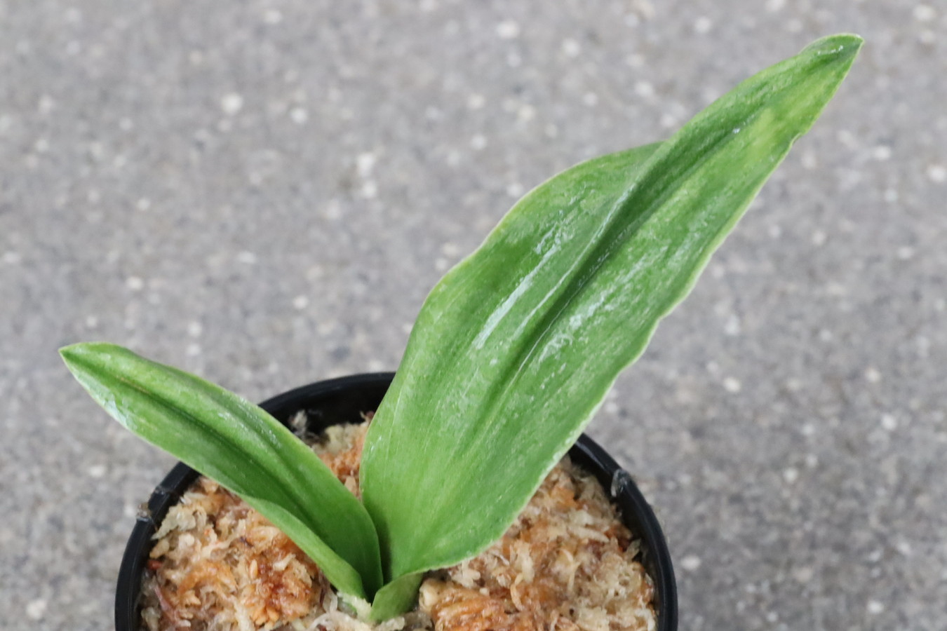 7031,整理品BC級品　翠丁(すいちょう　すいっちょん)　【はきずはきれ多い大特価！】※春から秋は生長期なので姿は変わっていきます