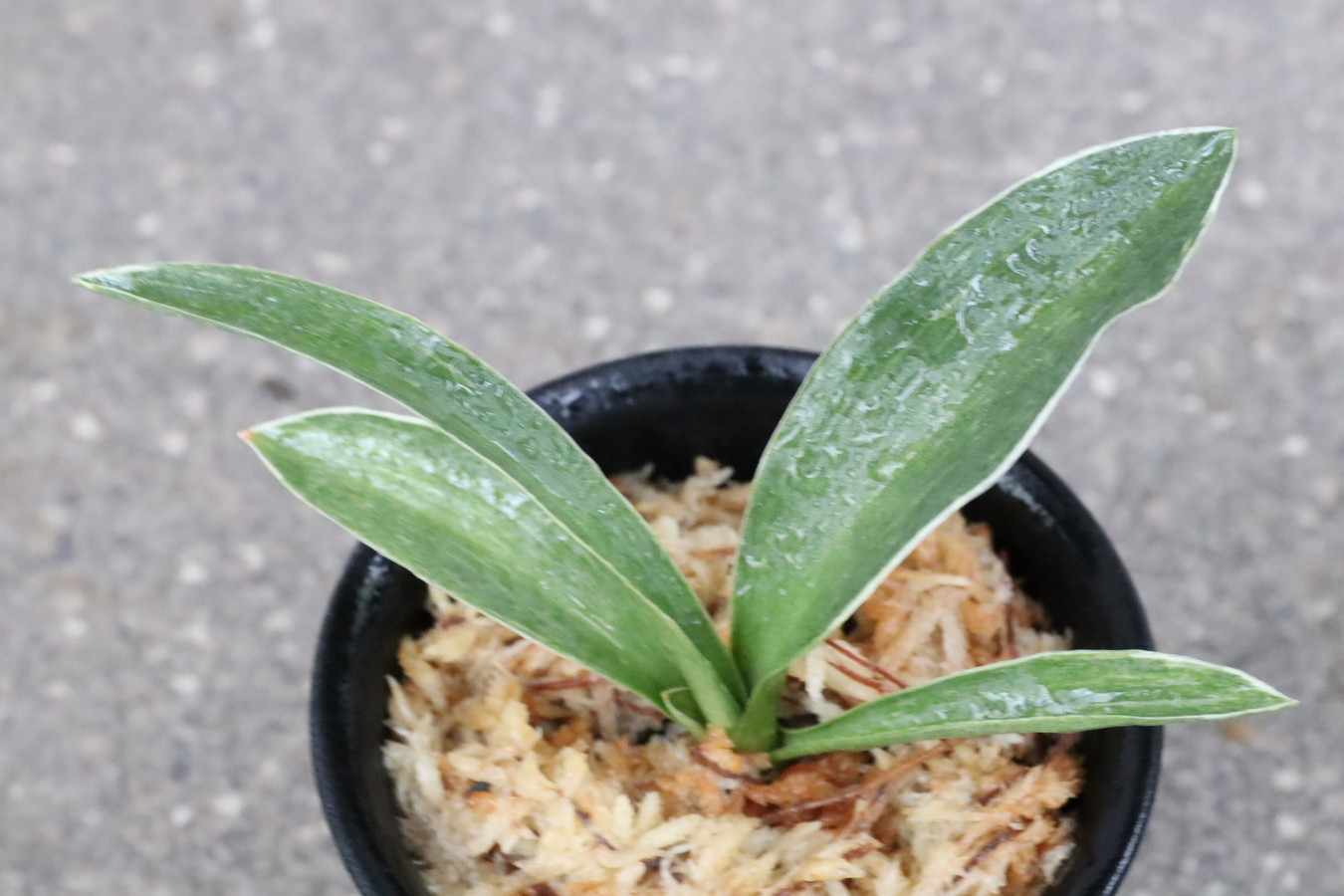 5296,鳳(おおとり)　【はきずはきれ特価】　※春から秋は生長期なので姿は変わっていきます