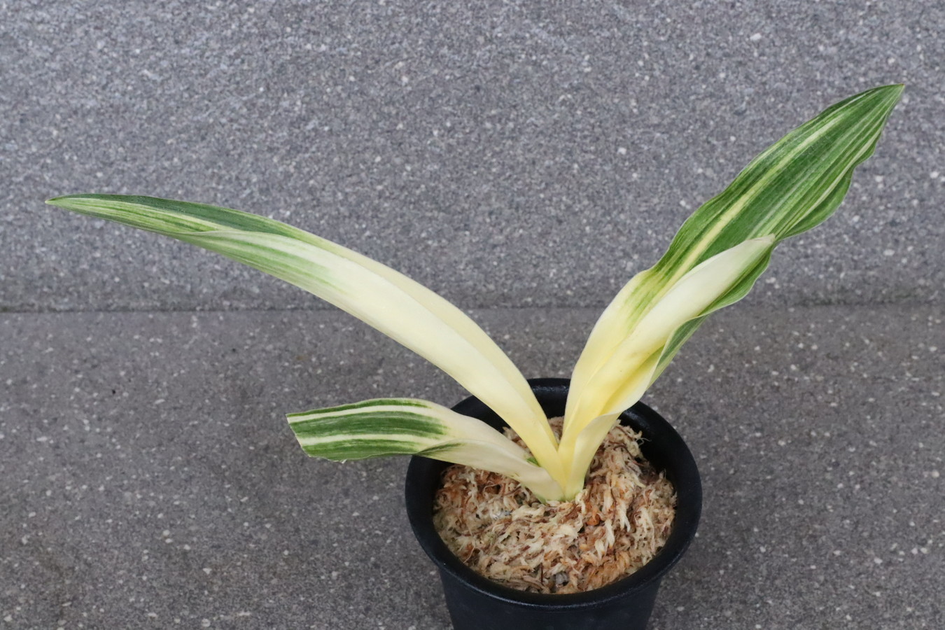 5713,萬世の光(ばんせいのひかり・ばんせのひかり）万世の光　最上縞！！！　【はきずはきれ多い大特価！】※春から秋は生長期なので姿は変わっていきます