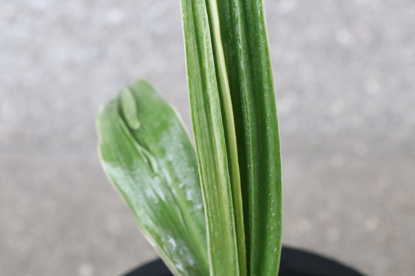 7032,V×周作大車　数不明　薄縞特価！♂♀　【はきずはきれ大特価】　※春から秋は生長期なので姿は変わっていきます