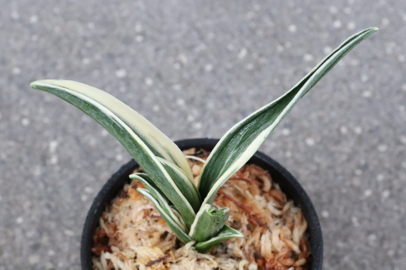 8051,最晃閣(さいこうかく)　全国トップ系統　スパルタ作り【頭木若返る　はきずはきれ大特価】　※春から秋は生長期なので姿は変わっていきます