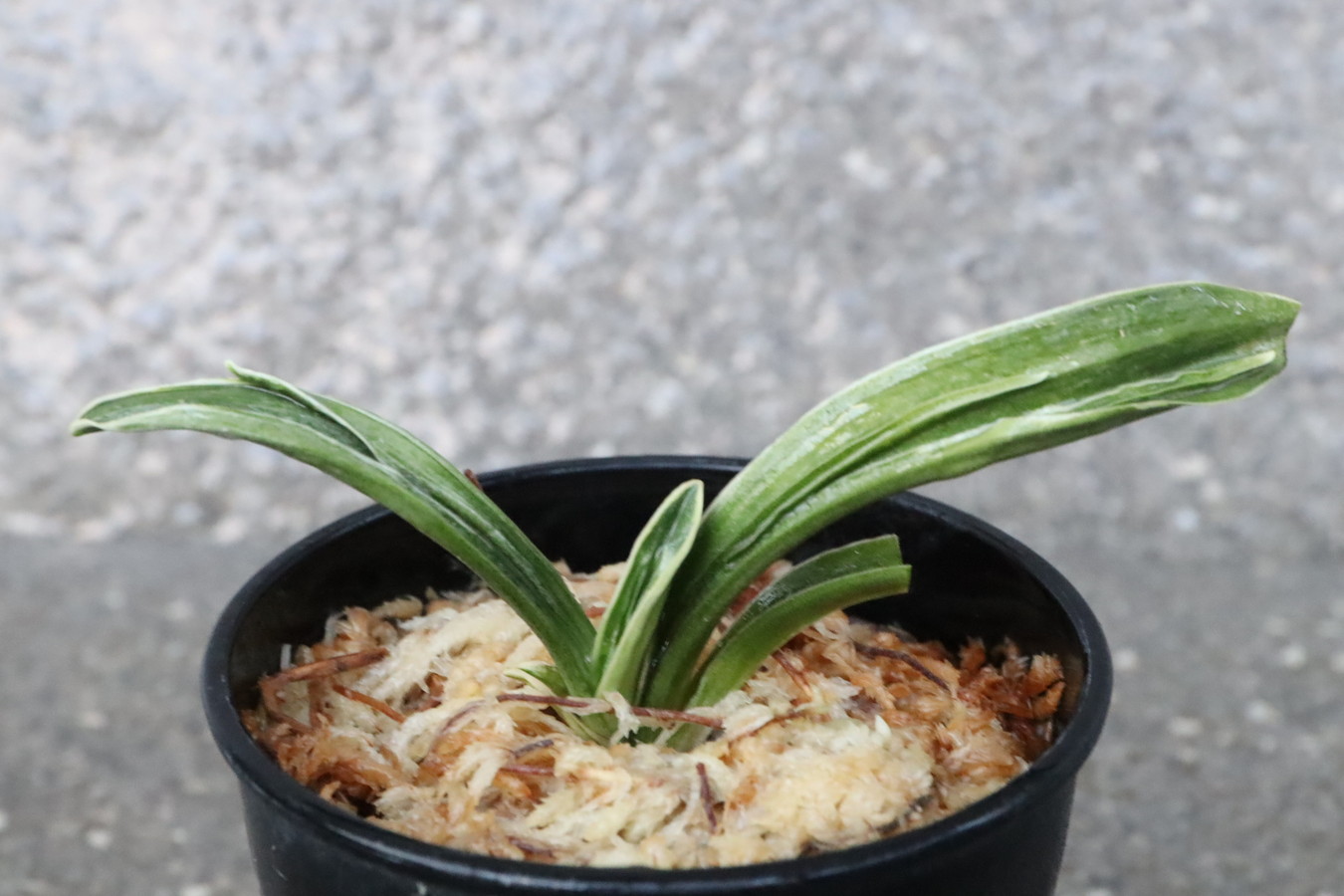 6585,音羽錦(おとわにしき)　希少種　【はきずはきれ多い大特価！！！】　※春から秋は生長期なので姿は変わっていきます