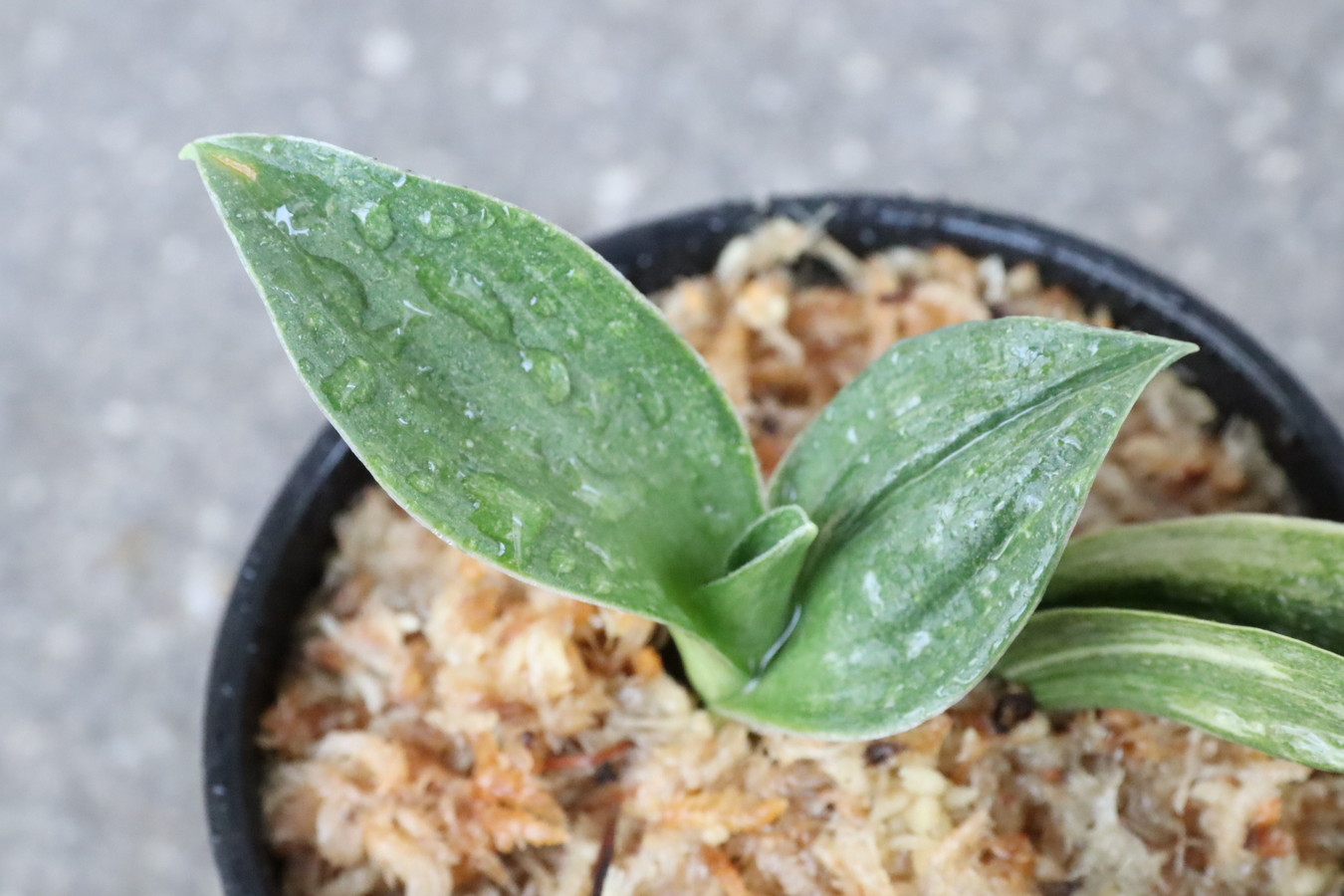 6404,緑鳳山(りょくほうさん)　超希少胡麻羅紗　胡麻斑味良い【はきずはきれ多い大特価】※春から秋は生長期なので姿は変わっていきます