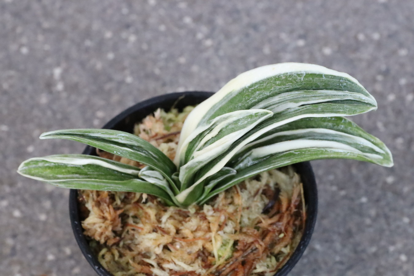 6669,八紘錦(はっこうにしき)　【はきずはきれ多い大特価！】※春から秋は生長期なので姿は変わっていきます