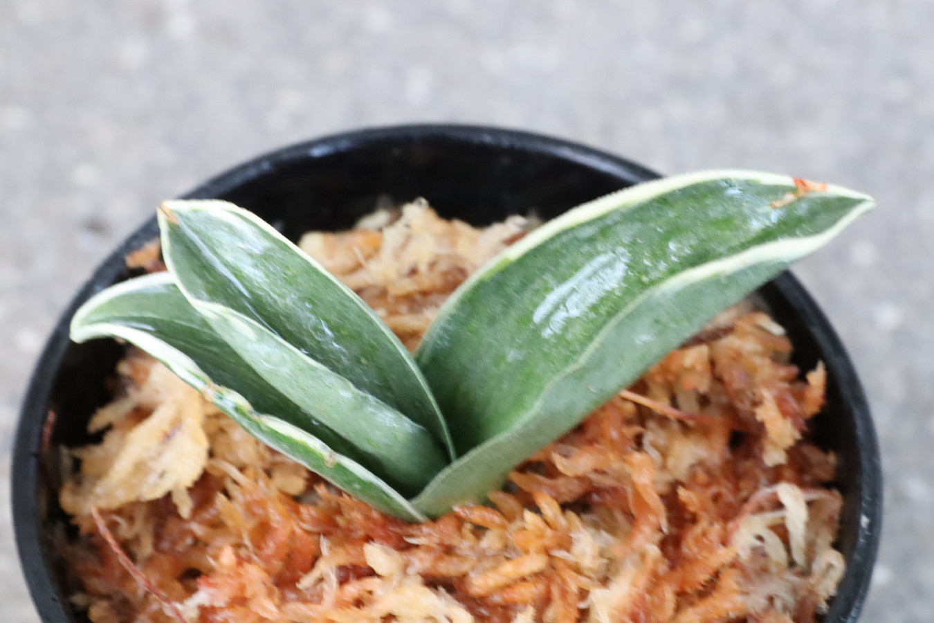 7030,王冠(おうかん)　希少種　【根少ない特価！はきずはきれ多い大特価！】　※春から秋は生長期なので姿は変わっていきます