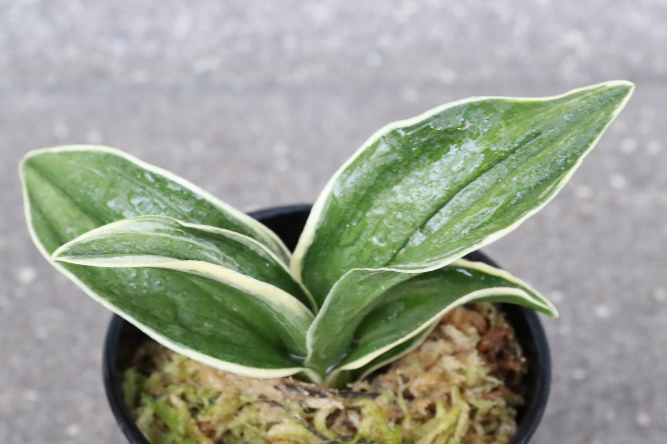 8195,春楽(しゅんらく)　【はきずはきれ多い特価！】※春から秋は生長期なので姿は変わっていきます