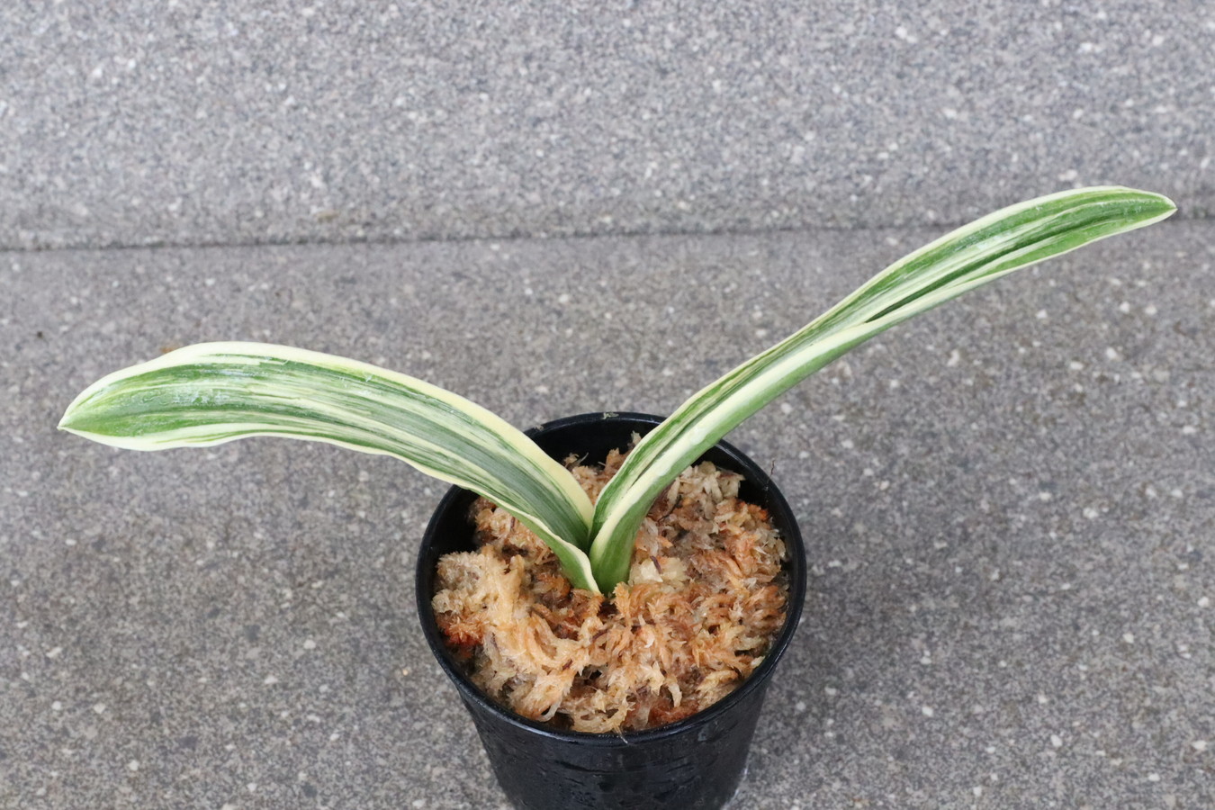 7070,整理品BC級品　豊明海(ほうめいかい)　元縞覆輪、現場覆輪？？　【はきずはきれ大特価】※春から秋は生長期なので姿は変わっていきます