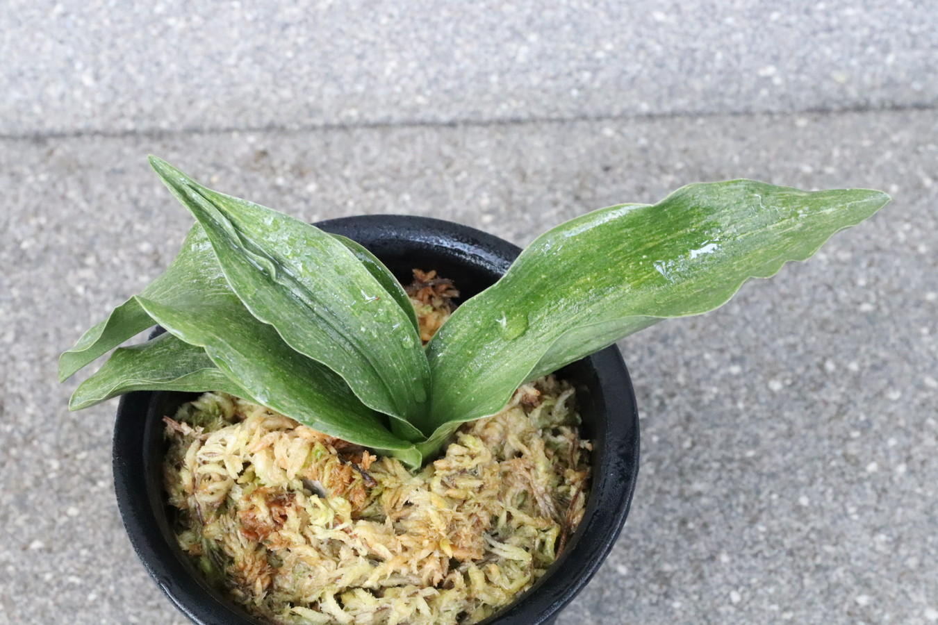 7037,YG　これが本当の山田胡麻と伝　【はきずはきれ多い大特価】※春から秋は生長期なので姿は変わっていきます