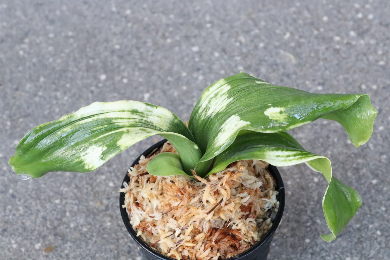 5219,整理品BC級品　春雪(しゅんせつ)　獅子　【はきずはきれ大特価！】　※春から秋は生長期なので姿は変わっていきます