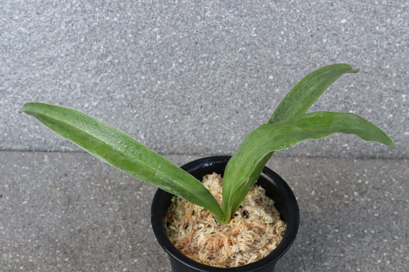 6884,竜爪(りゅうそう)　胡麻羅紗実親　実績最上希少　【はきずはきれ大特価！】※春から秋は生長期なので姿は変わっていきます