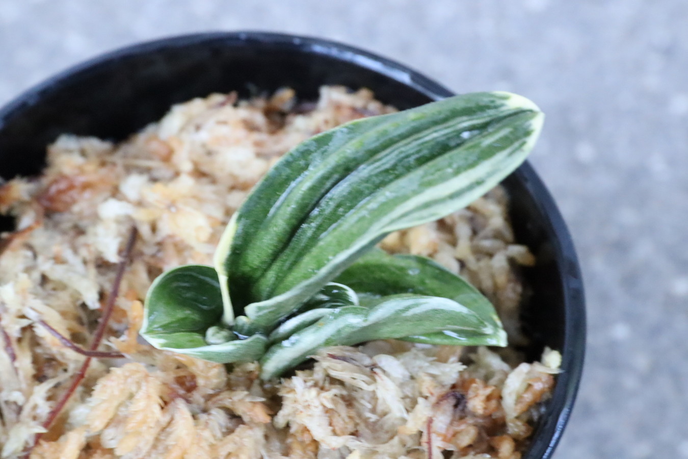 7038,整理品BC級品　力和(りきわ)　全国系統　【はきずはきれ大特価】※春から秋は生長期なので姿は変わっていきます