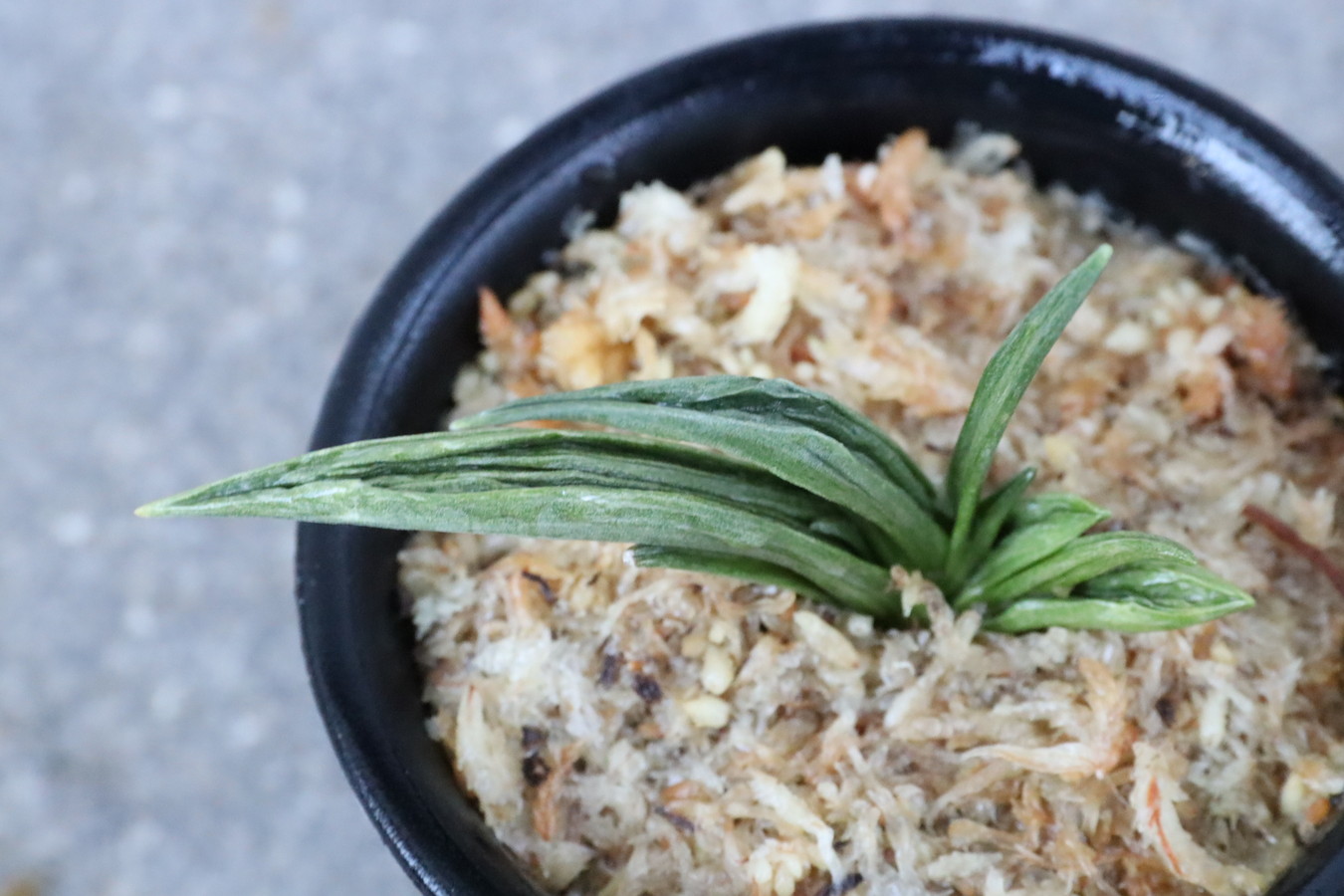 6512,整理品BC級品　緑鳳山(りょくほうさん)　超希少胡麻羅紗　【はきずはきれ大特価】※春から秋は生長期なので姿は変わっていきます