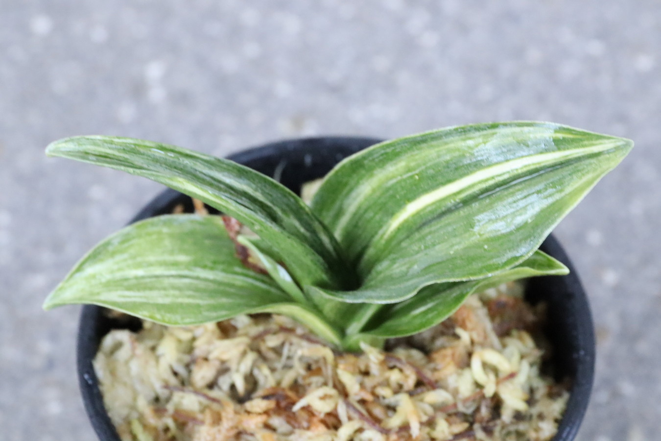 5994,泰斗(たいと)　縞　覆輪狙える？！　【はきずはきれ多い特価！】　※春から秋は生長期なので姿は変わっていきます