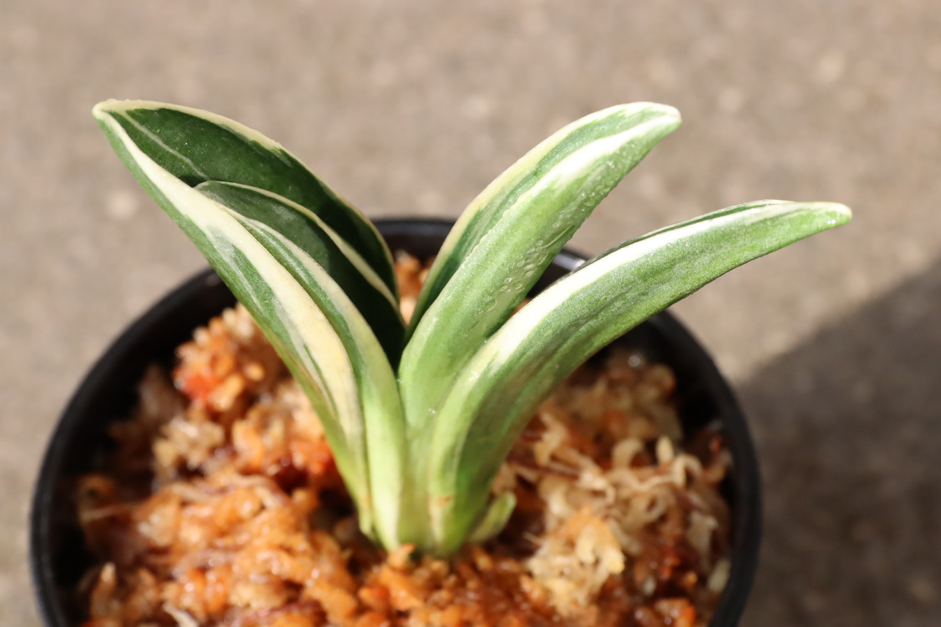 5419,最晃閣(さいこうかく)　全国トップ系統【はきずはきれ多い大特価】　※春から秋は生長期なので姿は変わっていきます