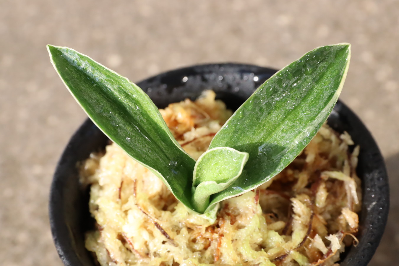 6479,聖源(せいげん)　【7000→はきずはきれ大特価】※春から秋は生長期なので姿は変わっていきます