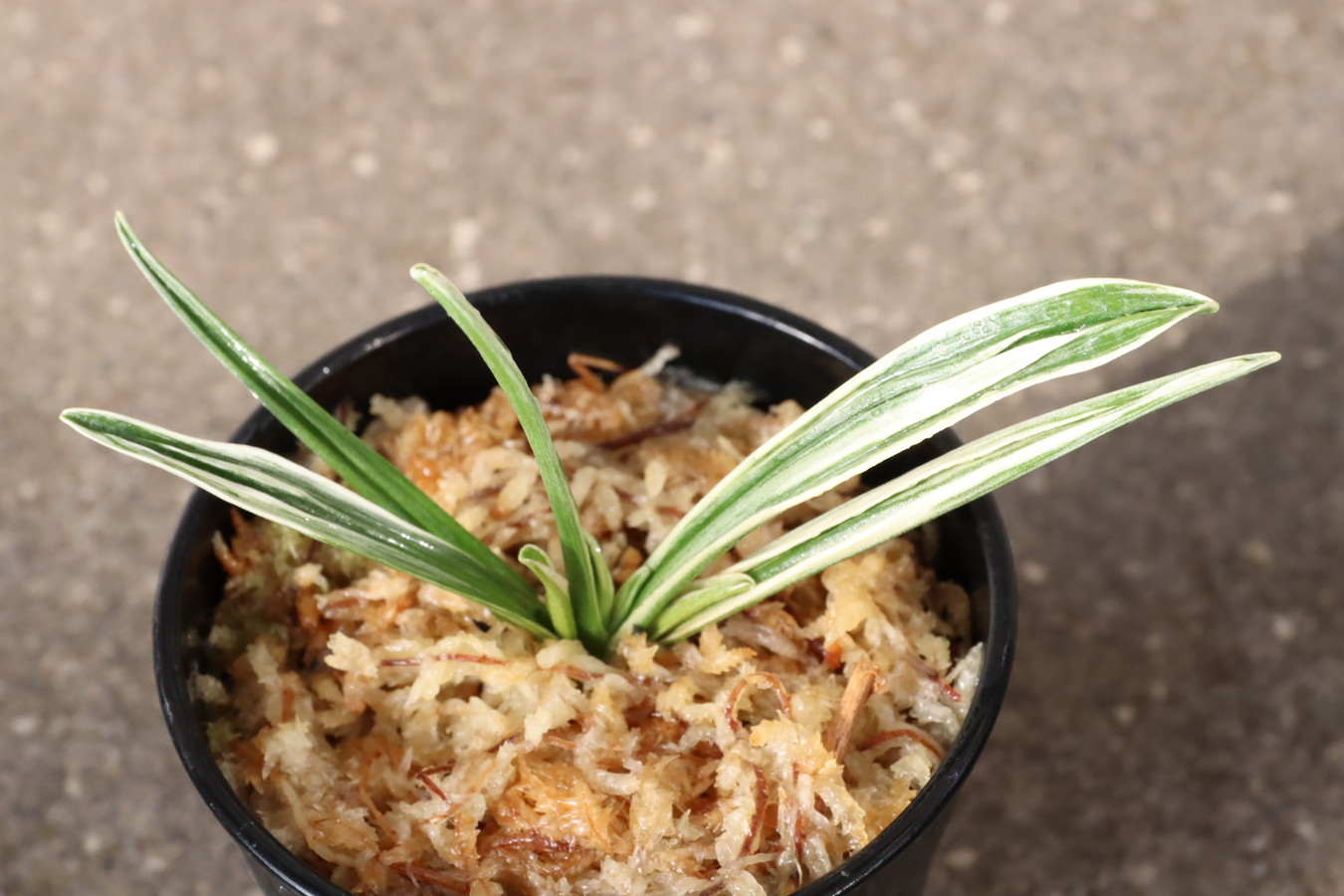 6905,清流(せいりゅう)　数不明　【はきずはきれ大特価！】※春から秋は生長期なので姿は変わっていきます