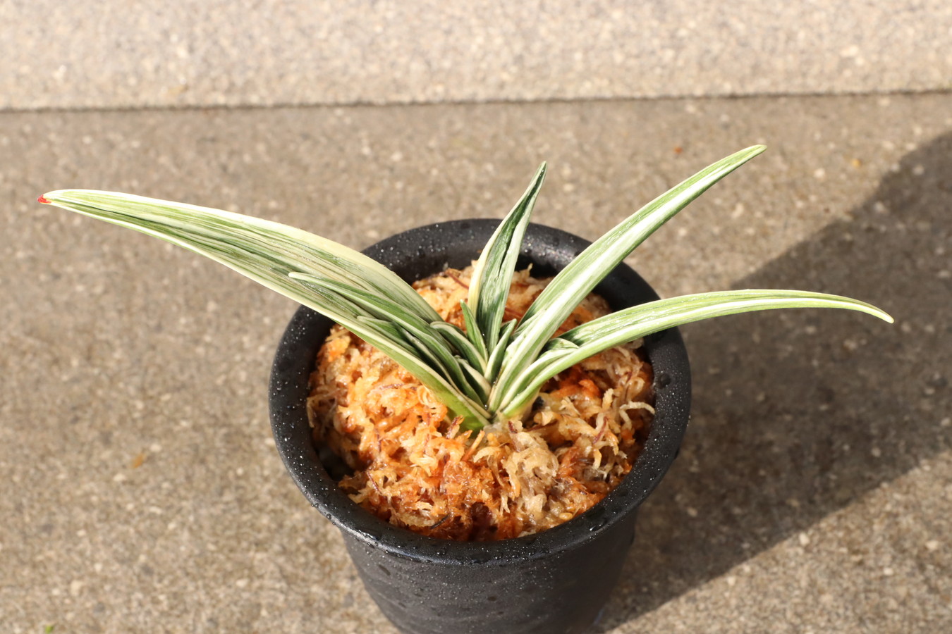 8358,最晃閣(さいこうかく)　老木特価！　【はきずはきれ多い大特価！】※春から秋は生長期なので姿は変わっていきます