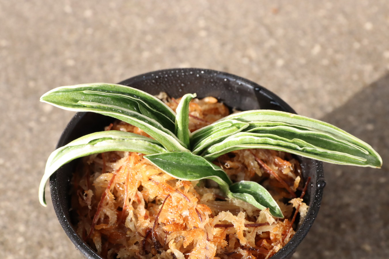 7040,音羽錦(おとわにしき)　希少種　【はきずはきれ多い大特価！！！】　※春から秋は生長期なので姿は変わっていきます