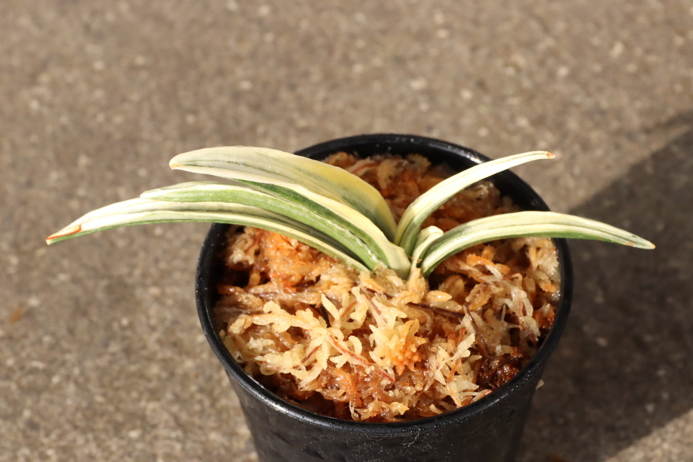 7043,聖寿冠(せいじゅかん)　富国殿を超えるかとも言われる素晴らしい芸　覆輪最上！【はきずはきれ多い大特価】※春から秋は生長期なので姿は変わっていきます