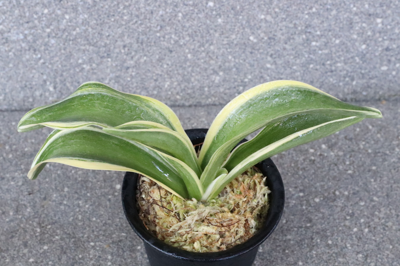 7046,大錦×大勲　数本物？縞上？覆輪？大覆輪？　【はきずはきれ多い大特価！】※春から秋は生長期なので姿は変わっていきます