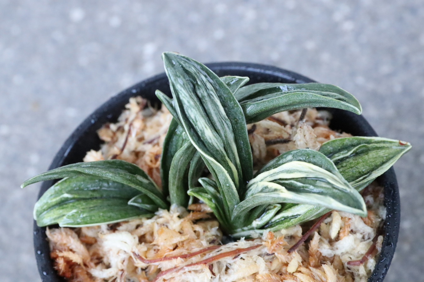 5055,瑞泉(ずいせん)　勢いある　【はきずはきれ多い大特価！】※春から秋は生長期なので姿は変わっていきます