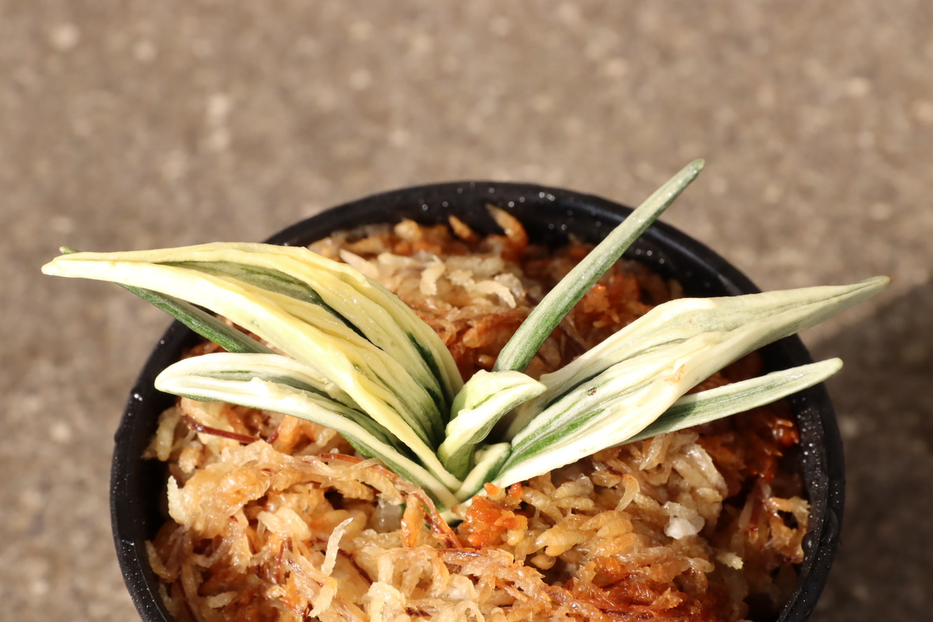 8250,妙峰(みょうほう）力ある　【はきずはきれ多い大特価！】※春から秋は生長期なので姿は変わっていきます