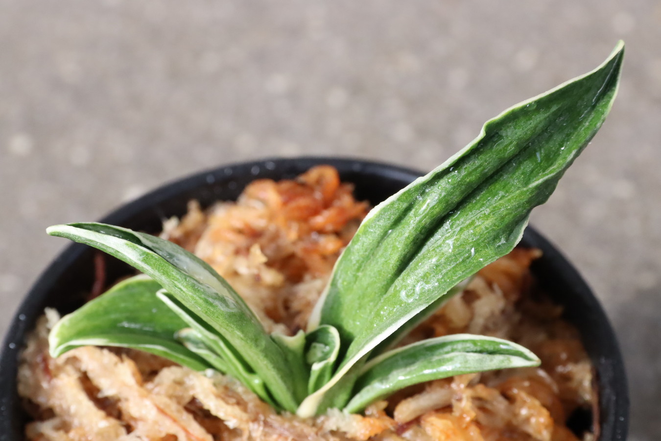 7047,銀閣(ぎんかく)　覆輪？デモ？数不明 実生の神様ともいわれる山田氏の？　【はきずはきれ多い大特価！】※春から秋は生長期なので姿は変わっていきます