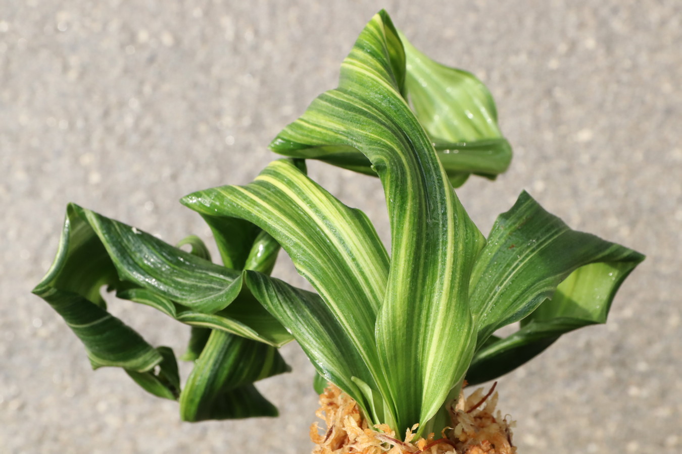 6300,仙寿の舞(せんじゅのまい)　獅子　非常に希少な縞　特上縞【はきずはきれ大特価！】※春から秋は生長期なので姿は変わっていきます